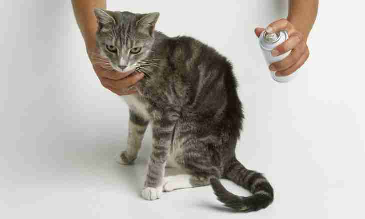 How to cure an ear tick at a cat