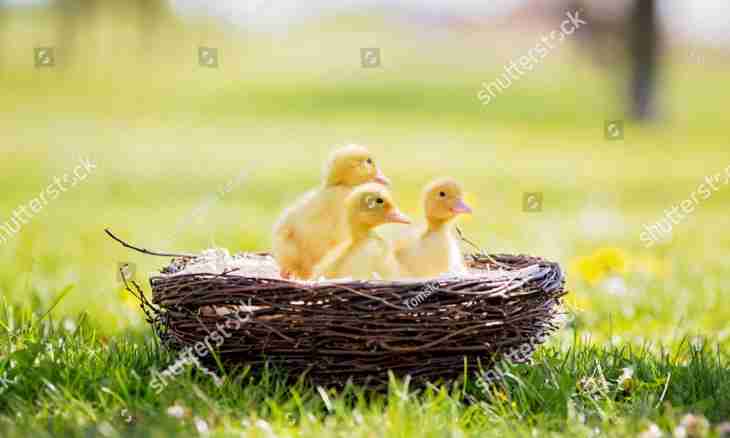 What to feed little ducklings with