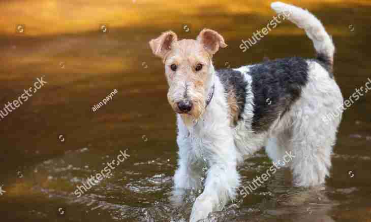 How to feed a fox terrier
