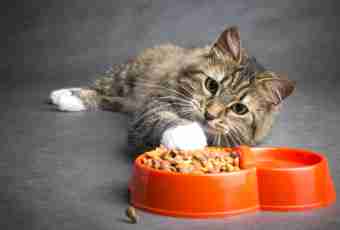 Than the dry feed is harmful to cats