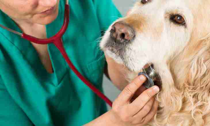 How to treat poisoning at a dog