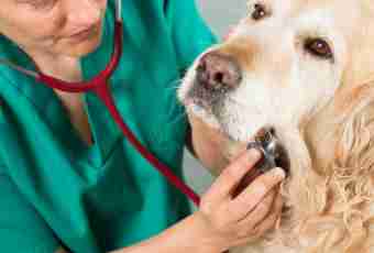 How to treat poisoning at a dog