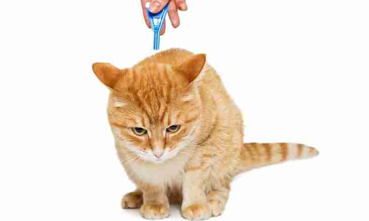 How to get rid of an ear tick at a cat