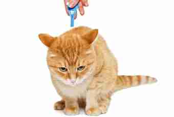 How to get rid of an ear tick at a cat