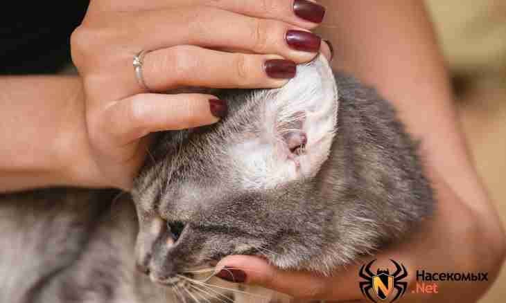 How to get rid of an ear tick at cats