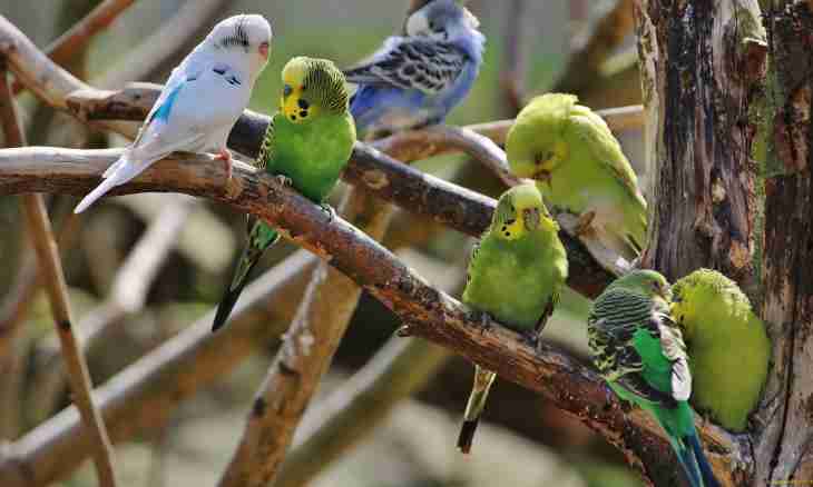 What favourite food of a budgerigar