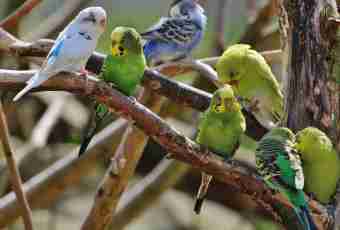 What favourite food of a budgerigar