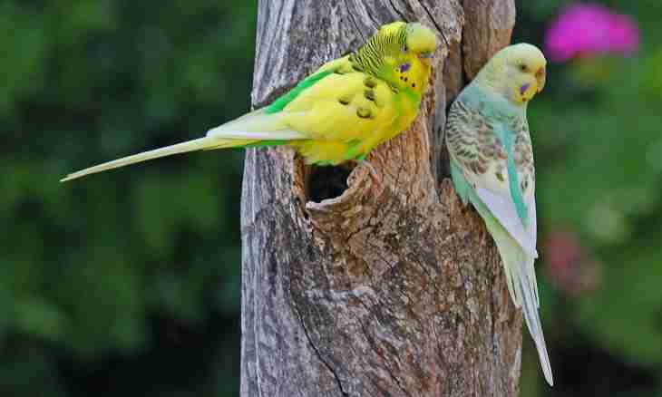 How to treat a budgerigar