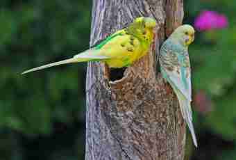 How to treat a budgerigar