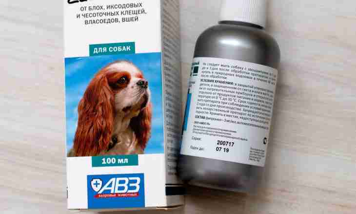 Vlasoyeda at dogs: urgent treatment is required