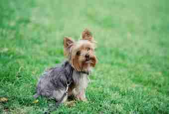 Whether it is possible to give to a Yorkshire terrier grapes