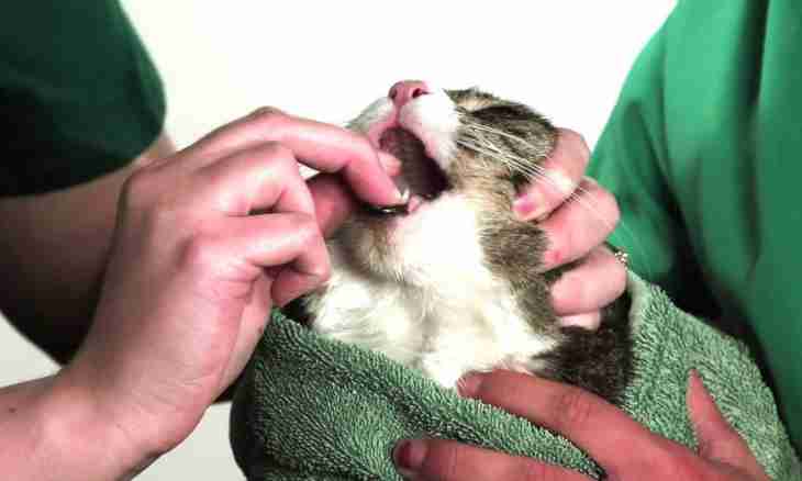 How to cure a cat of parasites