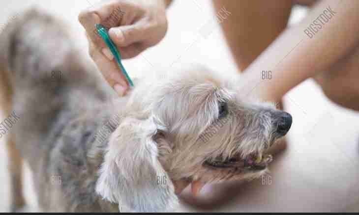 How to get rid of pincers of a dog