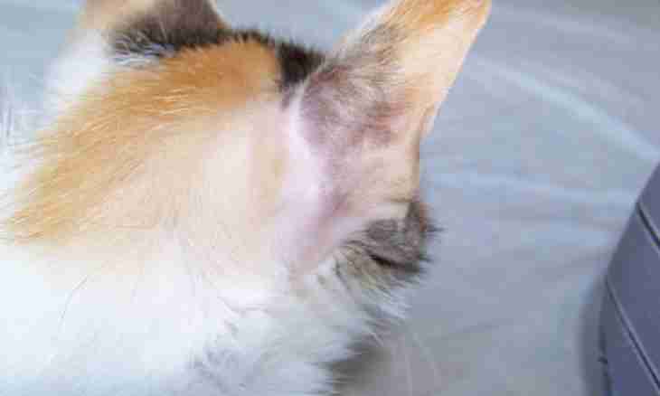 Flea dermatitis at cats: symptoms, treatment