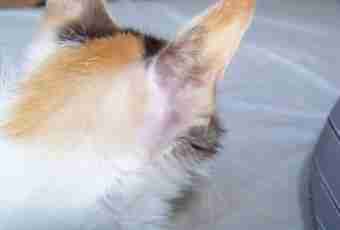 Flea dermatitis at cats: symptoms, treatment