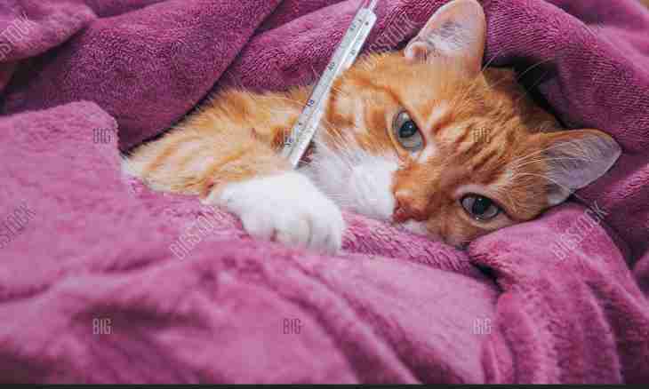 What to do if feels sick a cat