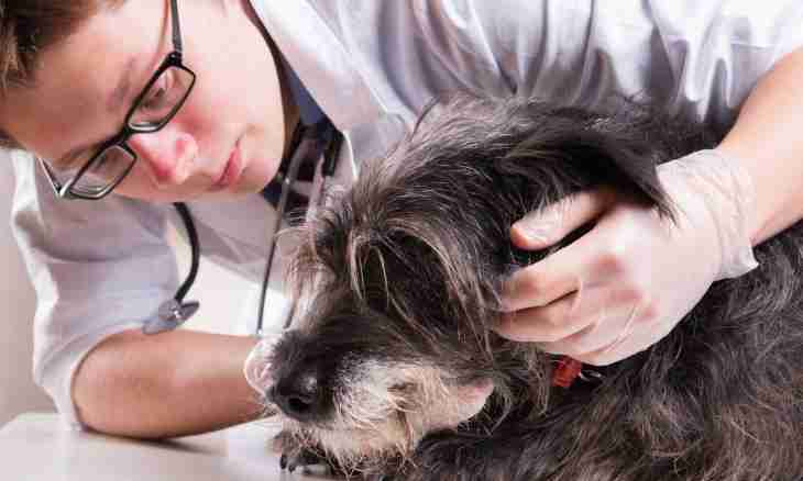 How to treat dermatitis at dogs