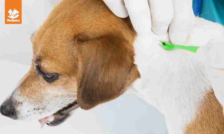 How to bring a tick at a dog