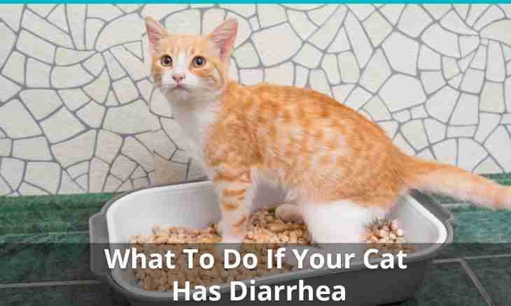 How to cure a cat of a diarrhea