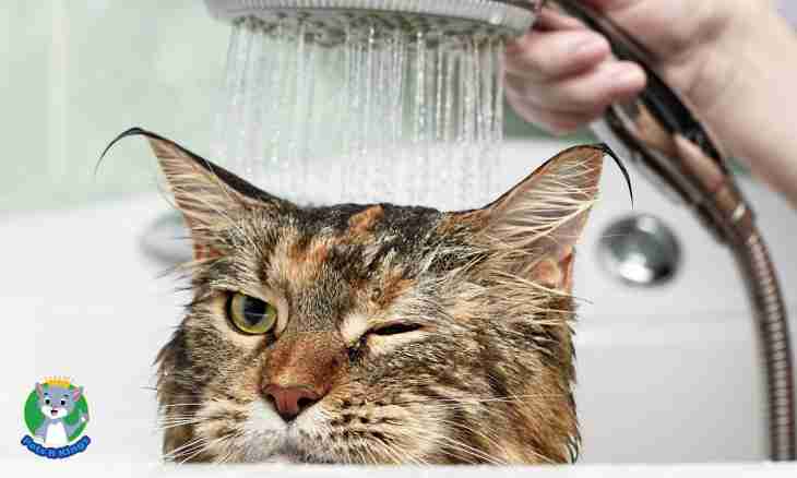 How to wash out to a cat a nose