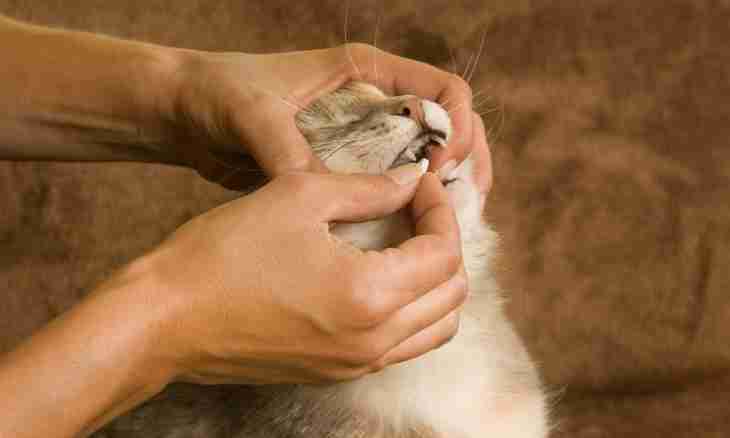 How to treat a cat for worms