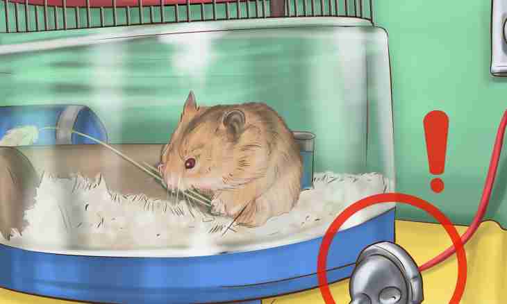 How to treat cold at a hamster