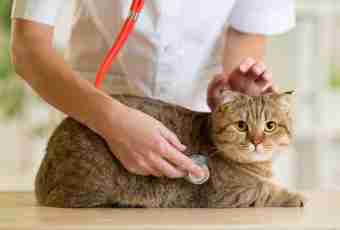 What symptoms of a stroke at a cat