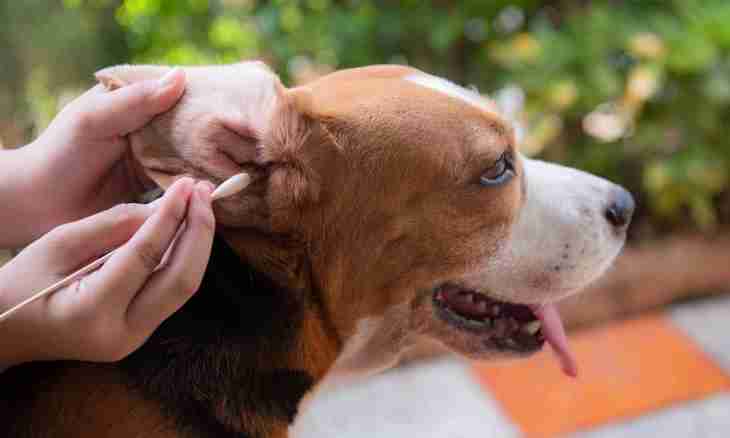 How to wash out to a dog ears