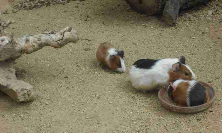 How to treat worms at guinea pigs