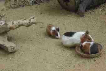 How to treat worms at guinea pigs