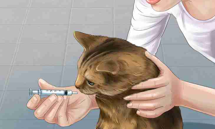 How to cure a lock at a cat or a cat