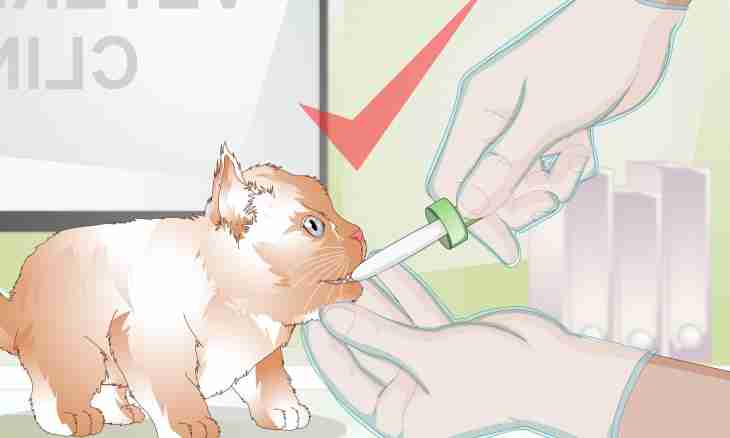 How to help a cat to depart from an anesthesia