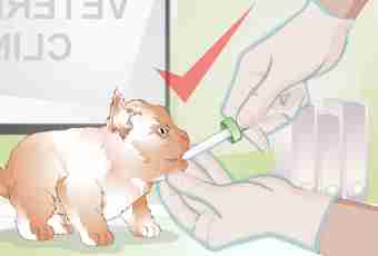How to help a cat to depart from an anesthesia