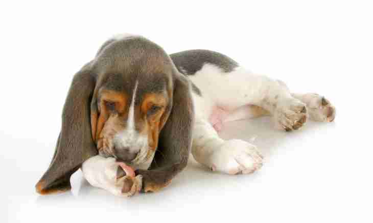 What to do if at a puppy an allergy