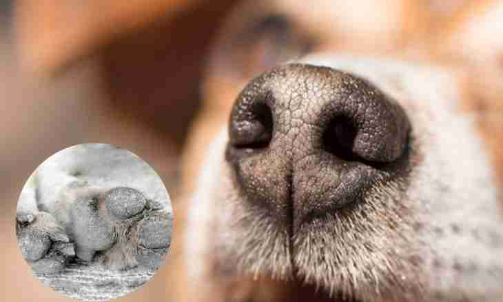 How to get rid of a smell from a mouth at dogs