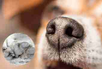 How to get rid of a smell from a mouth at dogs