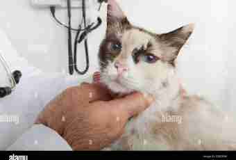 Diseases of cats are symptoms and treatment
