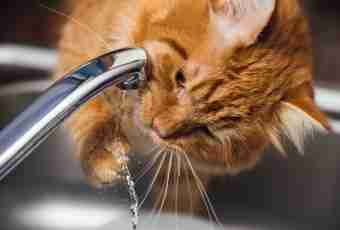 Treatment of a diarrhea at cats