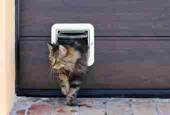 What to do if at a cat a lock