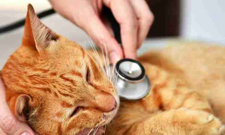 How to treat cystitis at a cat