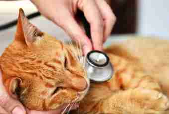 How to treat cystitis at a cat