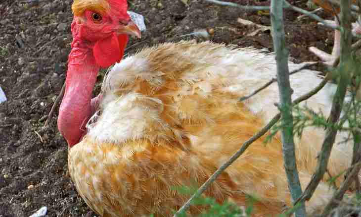 Diseases of turkey poults and their treatment