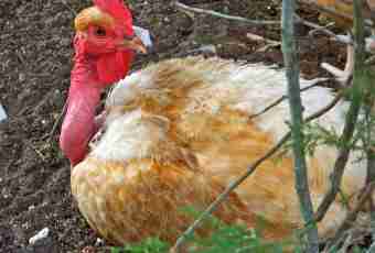 Diseases of turkey poults and their treatment