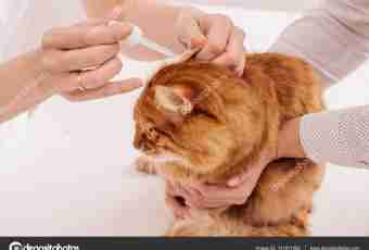 How to treat otitis at a cat
