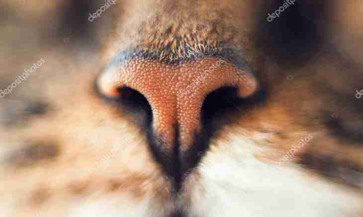 The reasons of emergence of crusts on a nose at cats