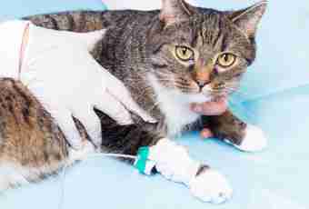 How to treat an infection of a reproductive system at cats