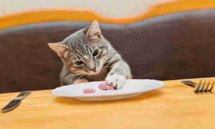 What to do if the cat ceased to eat