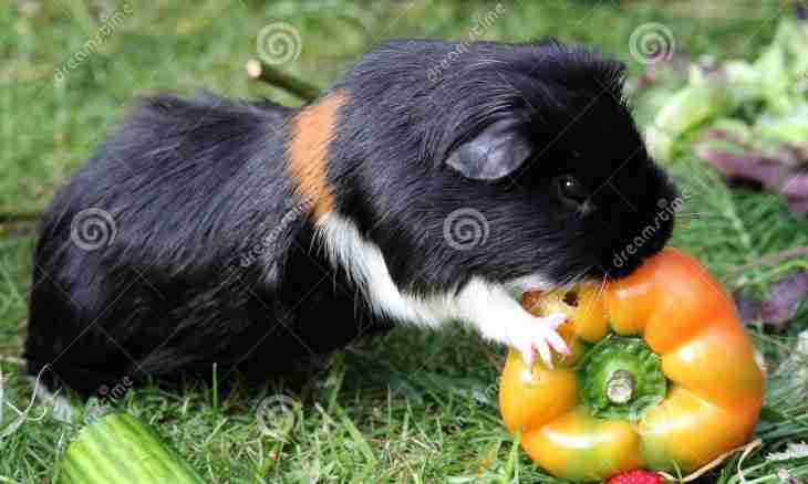 How to treat guinea pigs