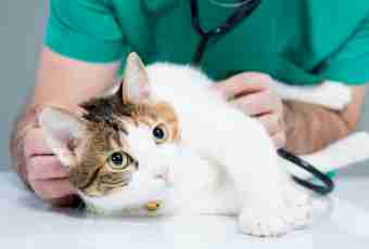 How to diagnose diseases of cats