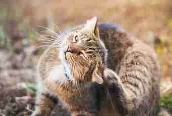 How to treat dermatitis at a cat